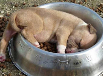 18 Sleepy Puppies Who Found The Most Awkward Spots For A Snooze.