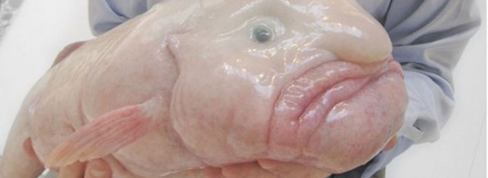 How Can These Disgustingly Scary Deep-Sea Creatures Even Exist?