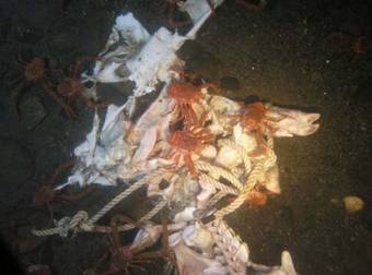 So THIS is What Happens When a Body is Dumped Into the Ocean? Gross…