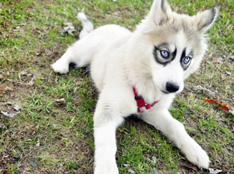 19 Unusual Dog Breeds And Markings Will Make You Fall In Love.