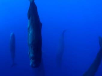 Sperm Whales Don’t Sleep Often, But When They Do? It Looks Really Weird.