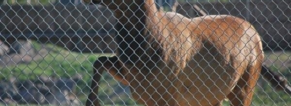 Zoo Officials Were Confused When They Saw What This Elk Was Doing. Then They Were In Awe.