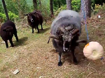 Ram Celebrates Halloween With His Very Own Candy Dispensing Piñata.