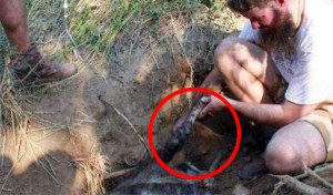 They Found A Hyena Stuck In A Poacher’s Trap. But They Never Expected THIS… Amazing.