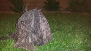 A Girl Thought She Saw A Garbage Bag Blowing Across The Street. What It Really Was Is SHOCKING.