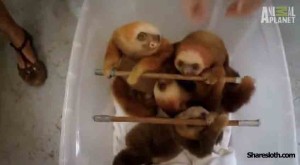 In Just 1 Minute And 51 Seconds, These Sloths Stole My Heart. Watch What They Do.