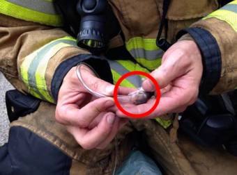 Firefighters In Washington Saved The Lives Of Sweet Hamsters Caught In Flames.