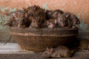 As If Rats Weren’t Feared Enough, This Will Fuel Your Nightmares For Years To Come. OMG.