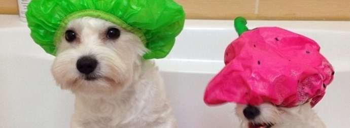 These Dog Lifehacks Will Make You And Your Dog’s Lives So Much Better.
