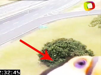You’ll Never Believe What Ended Up Photobombing This Traffic Camera.