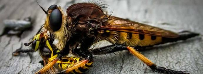 If You Thought Normal Wasps Were Scary, Wait Until You Meet The Robber Fly.