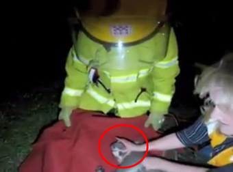 These Firefighters And Wildlife Workers Go Above And Beyond To Save A Koala.