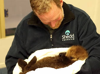Orphaned Sea Otter Pup Meets Her New Family And Learns How To Swim.