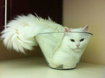These Cats Can Fit Into Just About Anything. It’s Like They’re Mr. Fantastic!