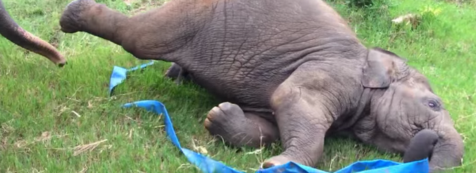 Rescued Baby Elephant Plays With A Ribbon At A Park. My Heart Just Melted.