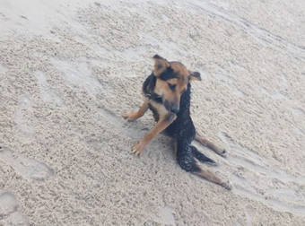 A Paraplegic Dog Found In Bad Shape On A Beach In Thailand Was Given A Chance