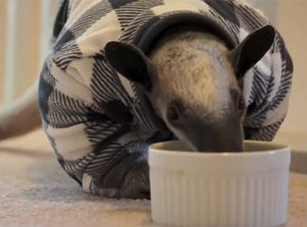 This Rescued Anteater Is Completely House Trained And Totally Adorable.