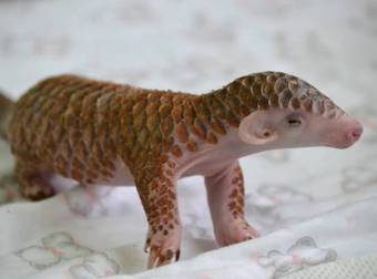 This Baby Pangolin Is So Strangely Sweet, It Even Makes Scales Look Cute.