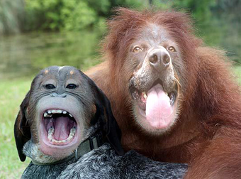 14 Mind-Bending Animal Faceswaps That Somehow Cute AND Disturbing.