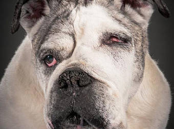 These Old Dogs Don’t Need New Tricks To Look Good In Adorable Photoseries.