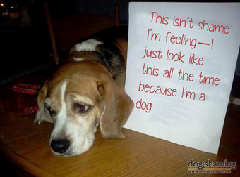 These Honest Dog Shaming Photos Put Dog Shaming Photos To Shame