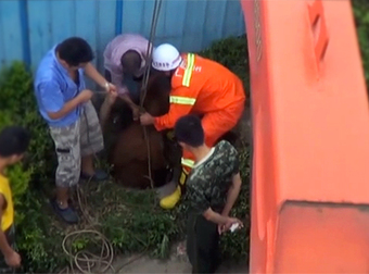 People Heard A Strange Sound Coming From The Sewer… And I Can’t Believe What They Found. What The?!