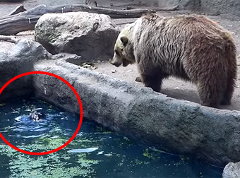 This Bear Does The Unthinkable And Pulls A Drowning Crow Out Of Water.