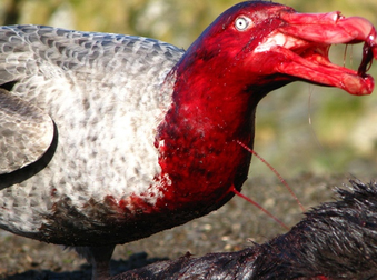 Here Are Some Terrifying Birds That Would Kill You If Given The Chance.