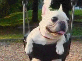 I Don’t Even Know How To React To These Dogs Swinging On Swings Like Humans.