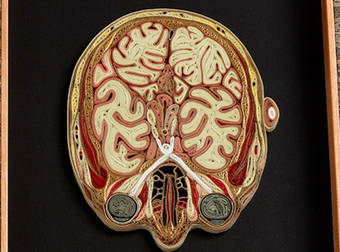 These Detailed Anatomical Images Have Been Carefully Constructed From Paper