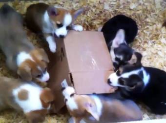 When You Give a Litter of Corgi Puppies a Box, Something Awesome Happens.