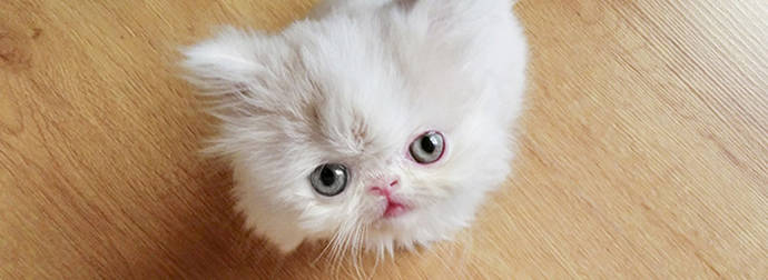 You Need This Ridiculously Precious Cat In Your Life. Trust Me.