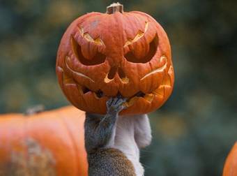A Tiny Squirrel Just Did the Most Halloweenish Thing Ever. You Need to See It.