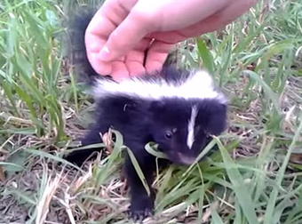 Two People Were Out For A Walk When They Discovered The Cutest Baby Animal.