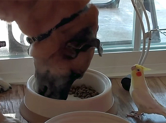 This Awesome Bird Serenades His Doggie Friend Every Time He Eats – Aww.