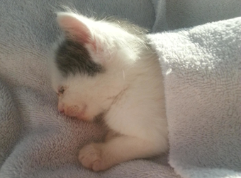 This Kitten’s Epic Journey To Recovery Will Melt Your Heart.