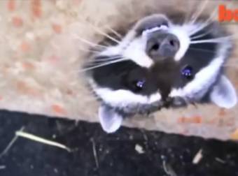 Raccoon With Its Head Stuck In A Metal Drain Cover Is Freed Via A Tense Rescue.