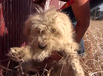 Scared Homeless Dog Has An Unbelievable Transformation After Getting Rescued.