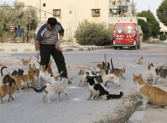 This Man’s Daily Act Of Kindness To Cats In Syria Is Truly Incredible.