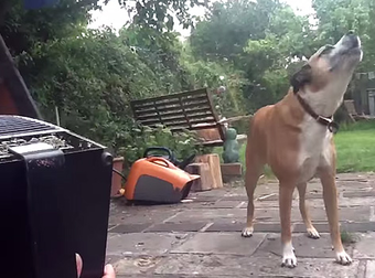 This Dog Loves Accordion Music So Much, She Sings Along! Just Too Precious.