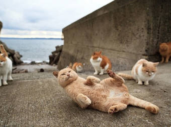 12 Must Visit Places For Your Purr-fectly Relaxing Cat-Themed Vacation.