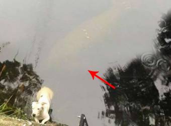 A Curious Manatee Watches Over A Lost Dog Who Was Waiting For Help.