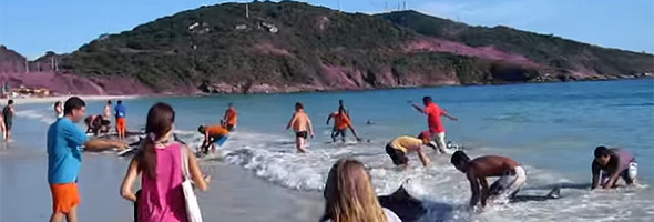 Tourists Heroically Rescue A Pod Of 30 Dolphins That Beached Themselves.
