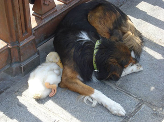 What People Have Spotted In Paris Over The Years May Be The Cutest Thing Ever.