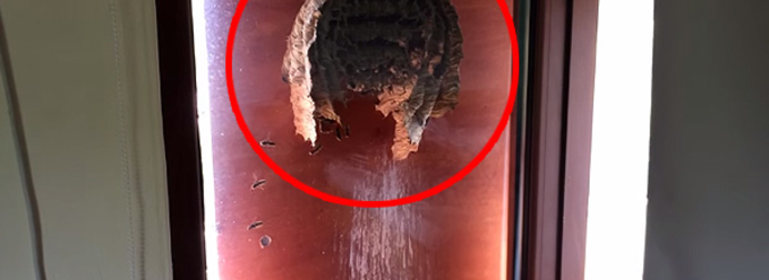 Wasps Build A Huge Nest Outside A Man’s Window, Giving Him An Awesome View Of The Inside.