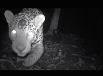 Nature Study Reveals That The Majestic Jaguar Is A Big Silly Kitty. Awww.