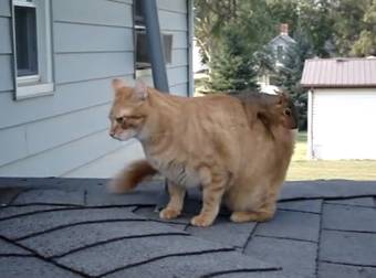 After Being Released, a Squirrel Befriended the Family Cat. And It’s Adorable.