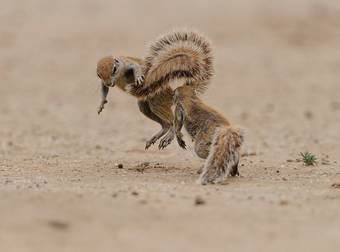 These Adorable Squirrels Decided To Duke It Out In The Desert. So Fierce.