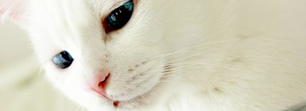 This Beautiful Cat Has The Most Gorgeous Eyes Until She Takes A Nap.