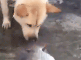 You’ll Choke Up When You See What This Loving Dog Is Trying To Do. Amazing.